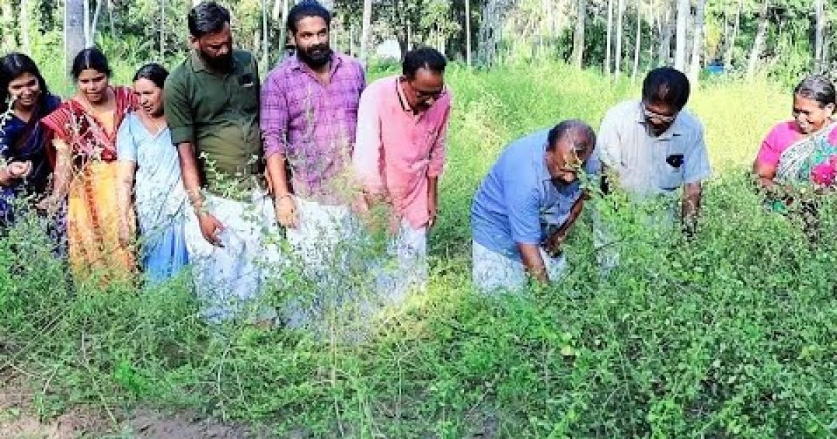 ഔഷധ സസ്യകൃഷി വിളവെടുപ്പ്