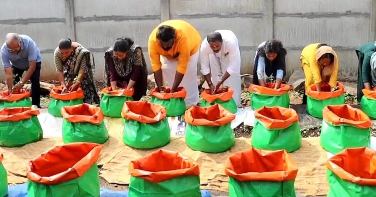 കുറ്റി മുല്ലക്കൃഷി