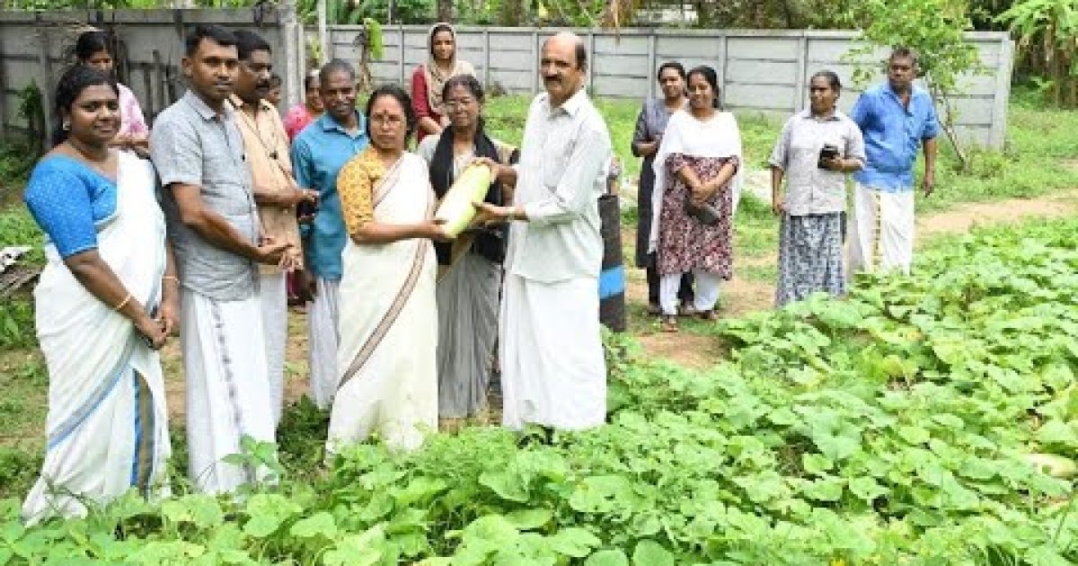 പൊട്ടുവെള്ളരി കൃഷി വിളവെടുപ്പ്